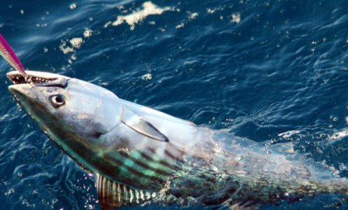 Quelle type de bas de ligne à utiliser pour de la pêche à la traine?